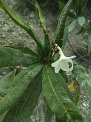 Plumeria subsessilis