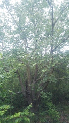 Platanus rzedowskii