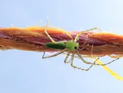 Peucetia viridans