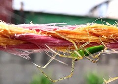 Peucetia viridans