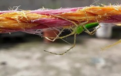 Peucetia viridans