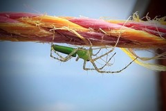 Peucetia viridans