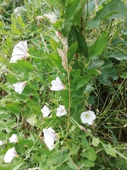 Convolvulus arvensis