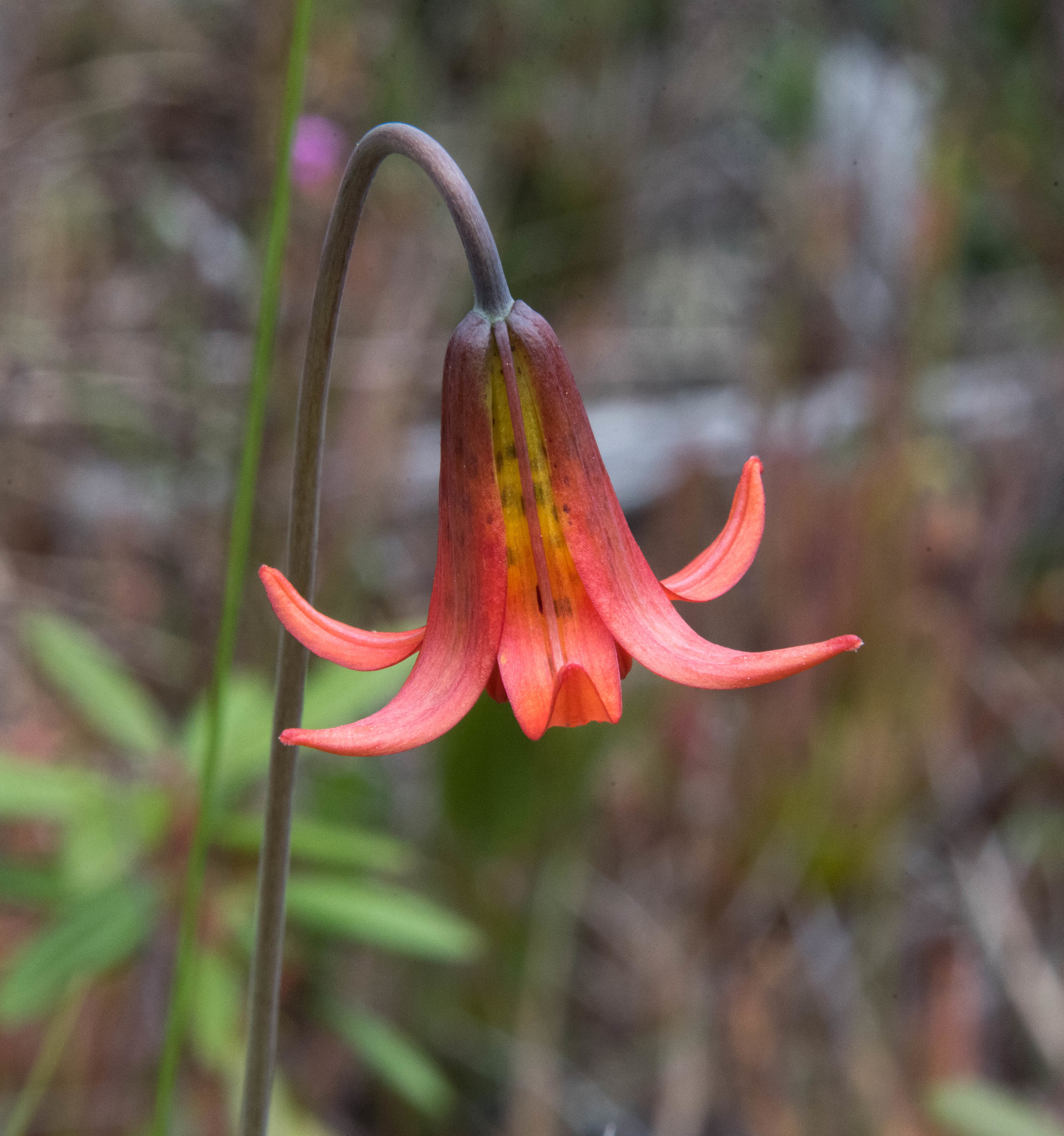 Lilium maritimum
