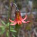 Coast Lily - Photo (c) Don Loarie, some rights reserved (CC BY), uploaded by Don Loarie