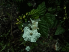 Varronia serrata