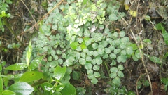 Adiantum tricholepis
