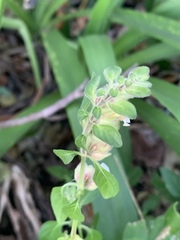 Phaulopsis imbricata