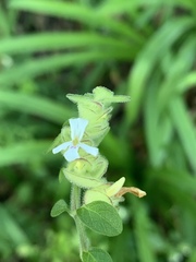 Phaulopsis imbricata