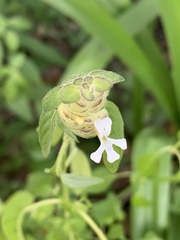 Phaulopsis imbricata