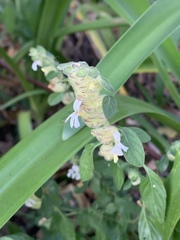 Phaulopsis imbricata