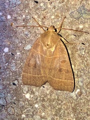 Ipimorpha pleonectusa