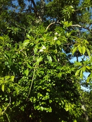Catalpa longissima