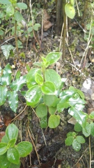 Peperomia liebmannii