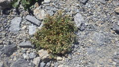 Spergularia bocconei