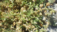 Spergularia bocconei