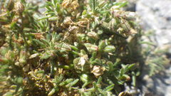 Spergularia bocconei