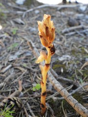 Monotropa hypopitys hypophegea