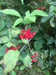 Rubus saxatilis