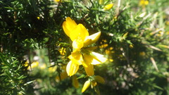 Ulex gallii