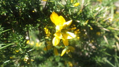 Ulex gallii