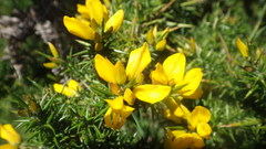 Ulex gallii