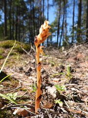 Monotropa hypopitys hypophegea