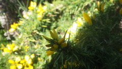 Ulex gallii