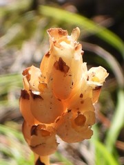 Monotropa hypopitys hypophegea