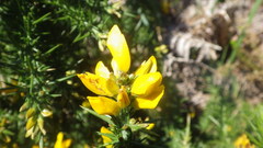 Ulex gallii