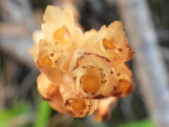 Monotropa hypopitys hypophegea