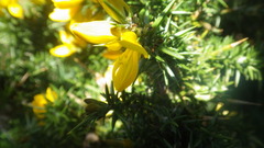 Ulex gallii