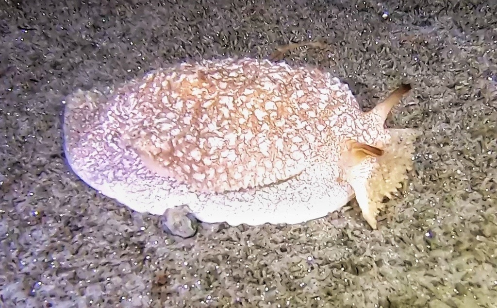 California Side-gill Slug from Pacific Ocean, CA, US on July 10, 2020 ...