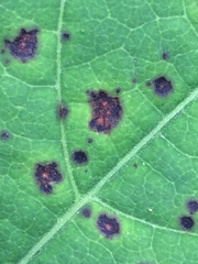 Mycosphaerella polygoni-cuspidati