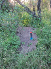 Acromyrmex lobicornis