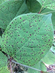 Mycosphaerella polygoni-cuspidati