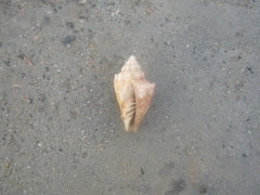 Voluta ebraea