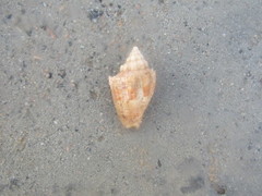 Voluta ebraea