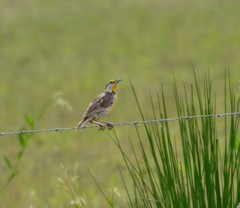 Sturnella magna auropectoralis