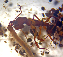 Anochetus