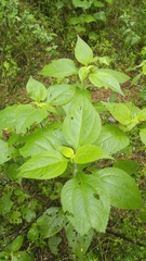 Greenmaniella resinosa