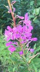 Chamaenerion angustifolium