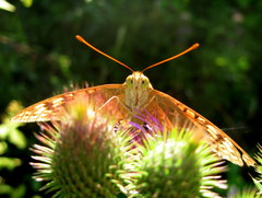 Argynnis pandora