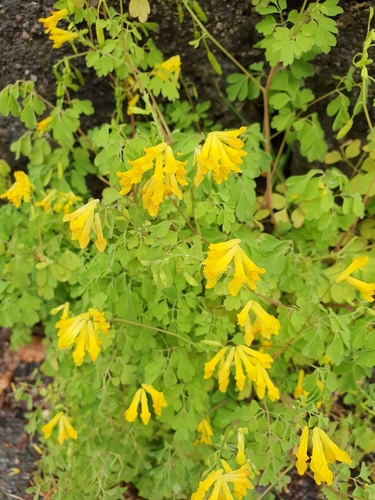 Yellow Corydalis