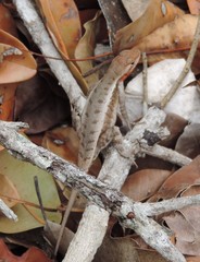 Sceloporus chrysostictus
