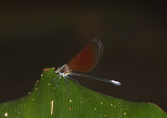 Mnais andersoni