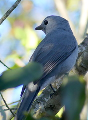 Coracina caesia caesia