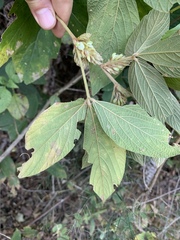 Flemingia grahamiana