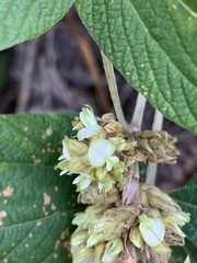 Flemingia grahamiana