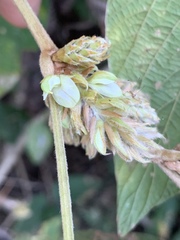 Flemingia grahamiana